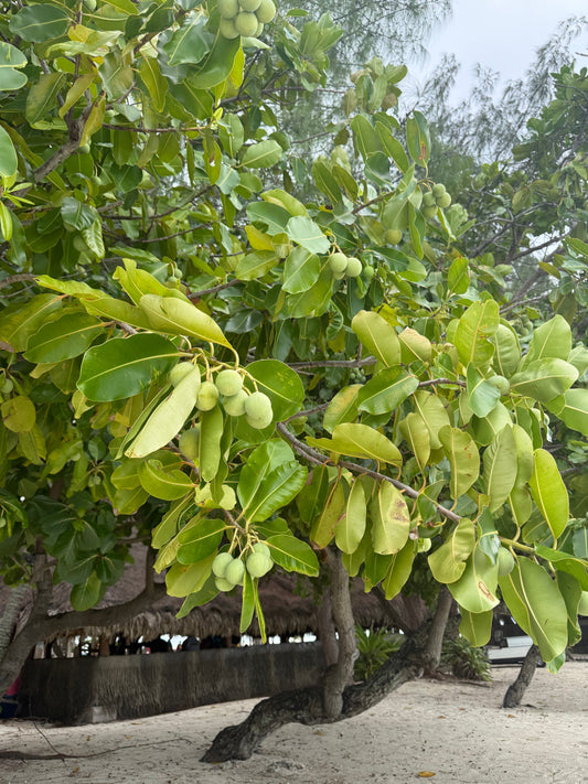 The Healing Legacy of Tamanu Oil: Nature’s Ancient Remedy